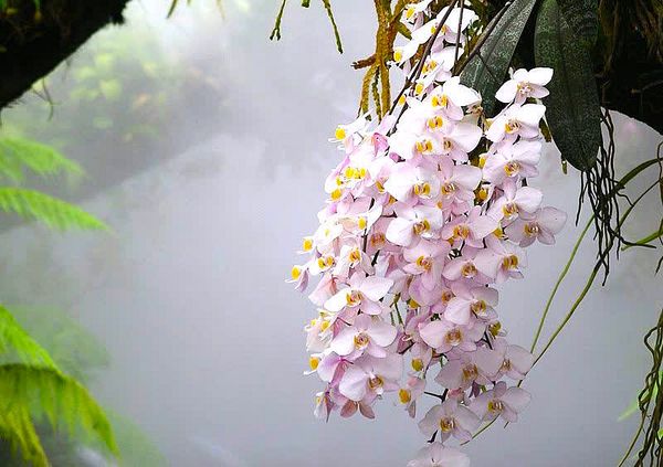 Фото Сады орхидей Достопримечательности Сингапура